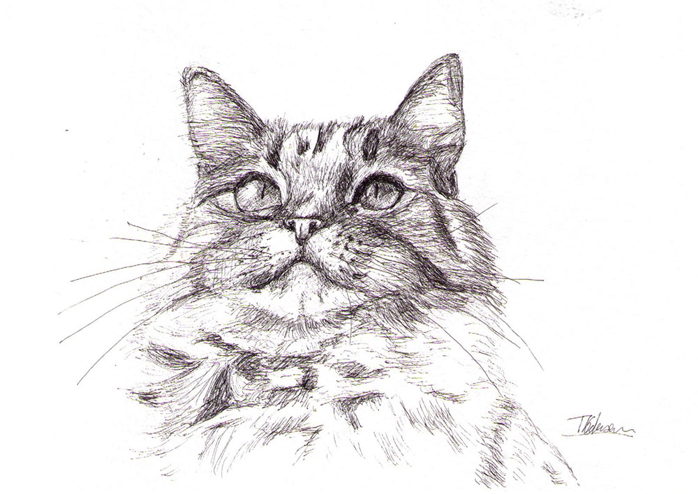 Cat portrait drawing in pen