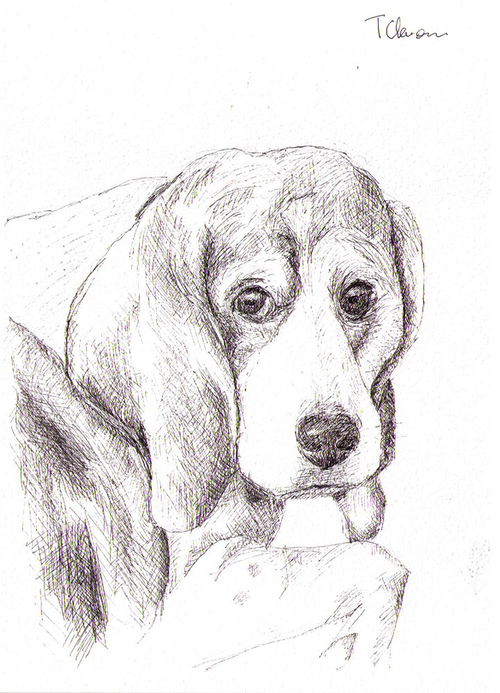 Commissioned dog portrait drawing in pen
