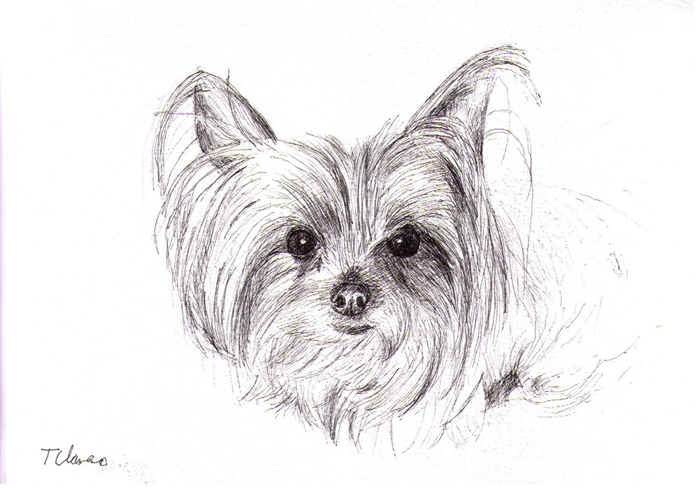 Commissioned dog portrait drawing in pen
