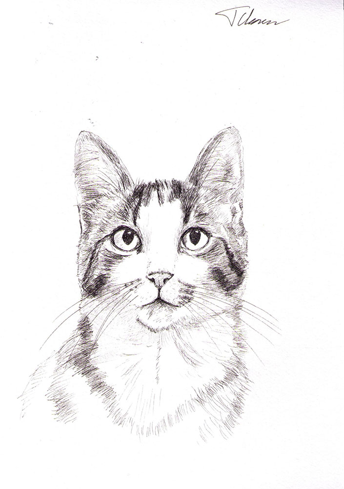 Custom portrait of Azura the cat in pen